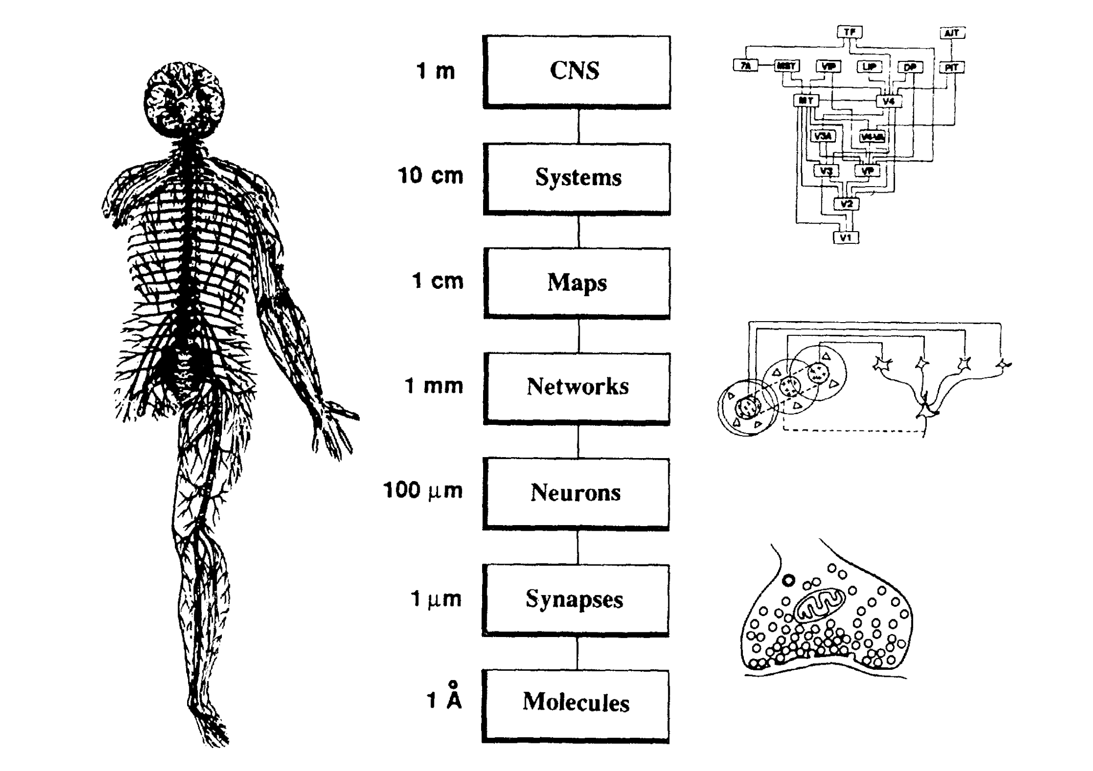 Churchland and Sejnowski 1988, Figure 1: structural levels of organization in the nervous system, from the CNS (1 m) down to molecules (1 Å)